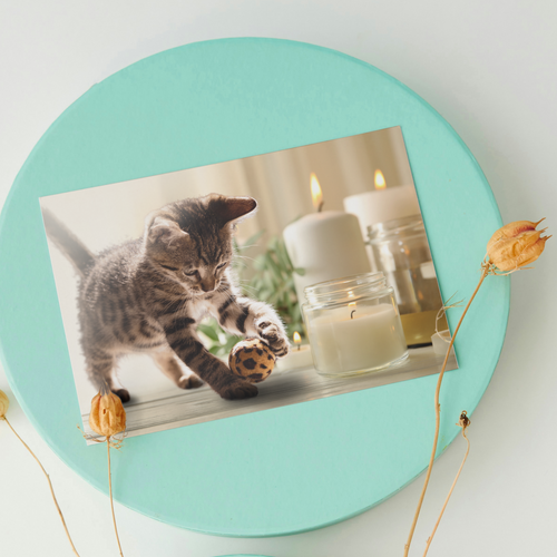 Cat and Candles gift cards