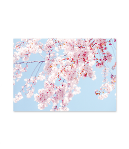 Pictured: pretty image of cherry blossom branches